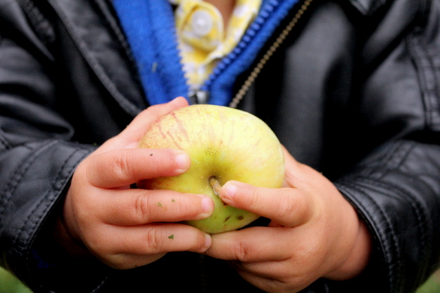 Fun activities for tall - apple picking